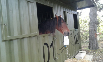 shipping-container-horse-stable-10